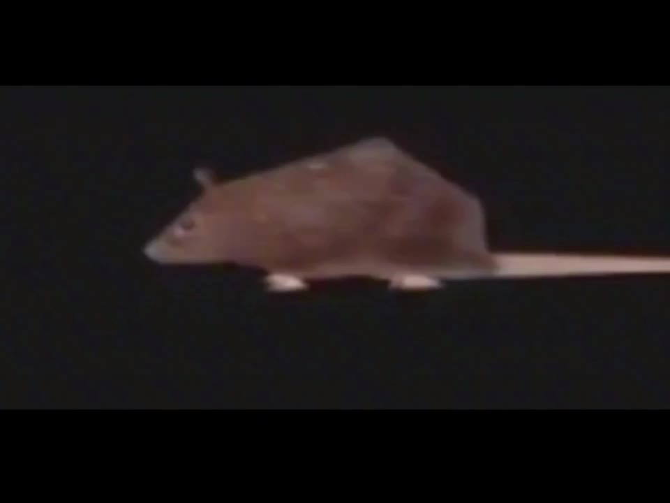 @random terrarian
