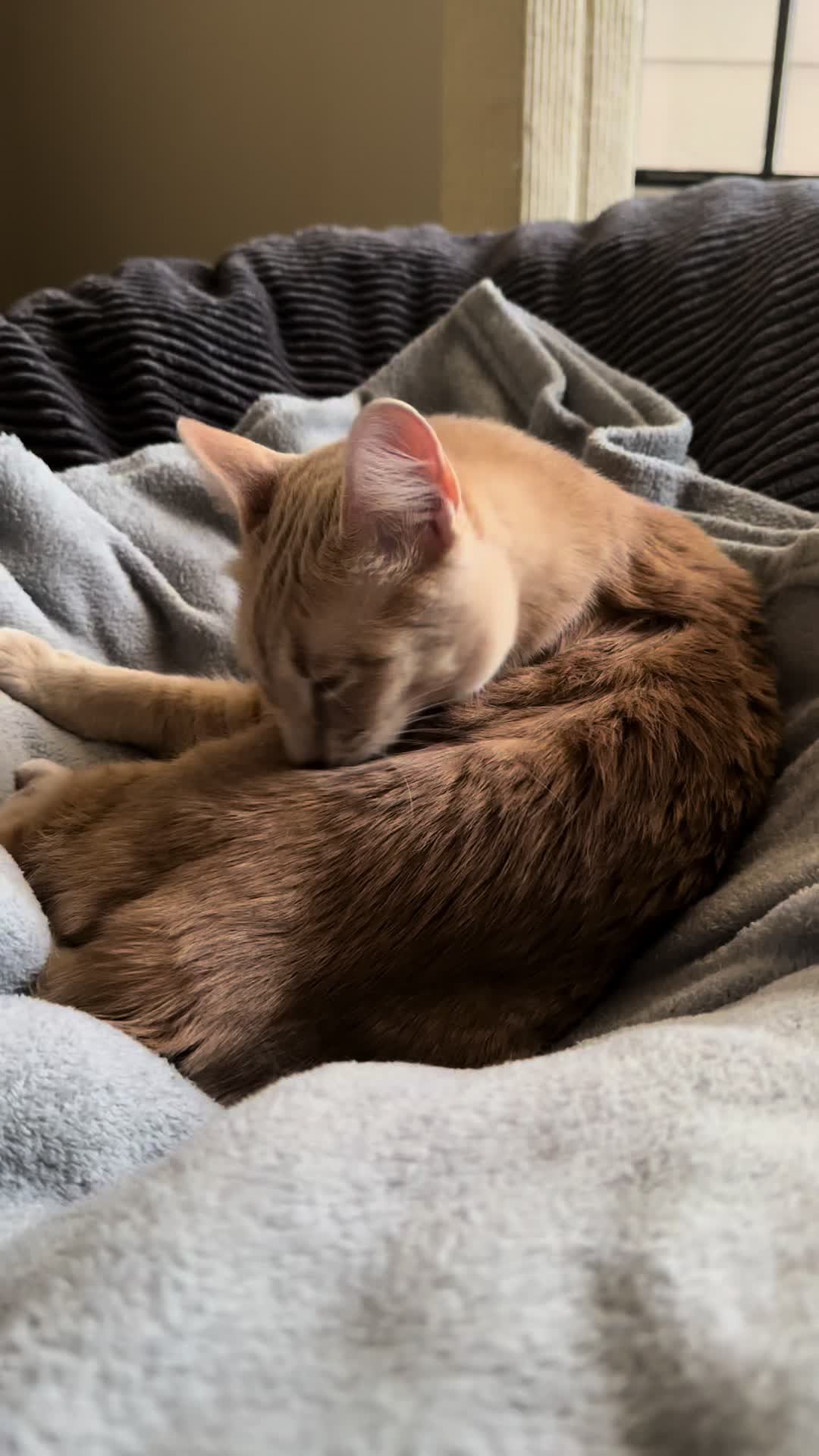 @roti_the_cat