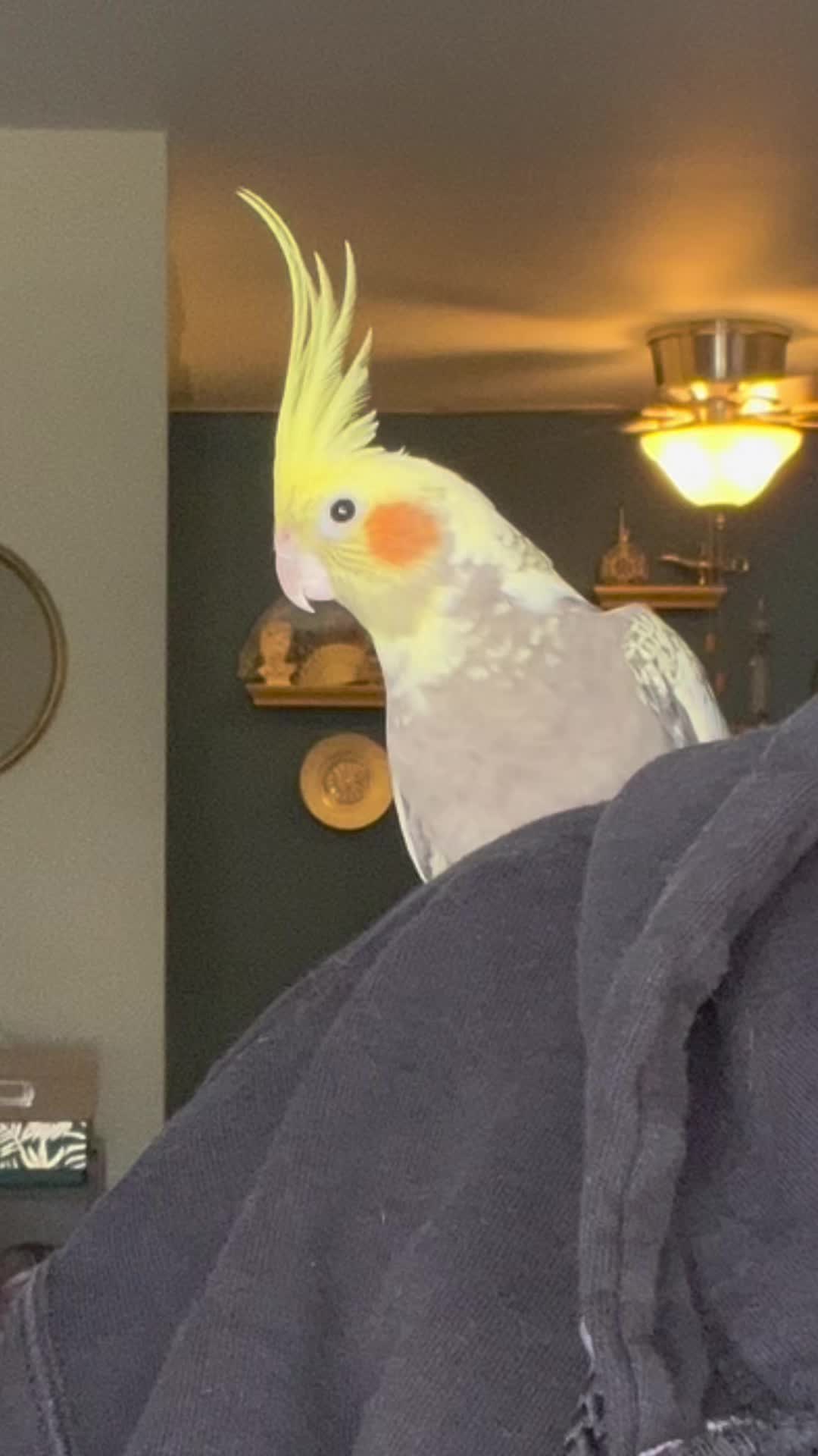 @NuggetandZeus