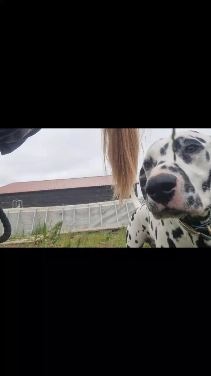 @Dommys Doggy Empire