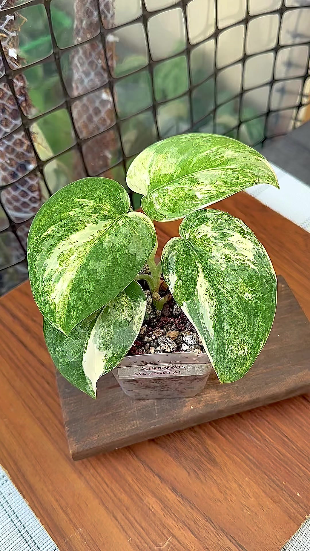 @A piece of green