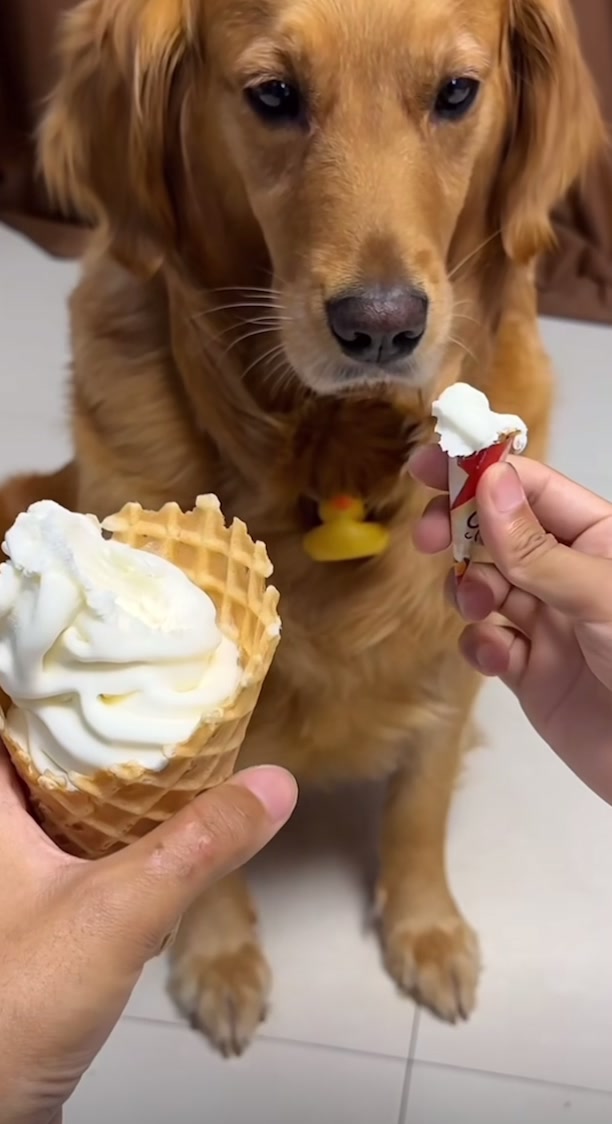 @kolom_golden_retrievers
