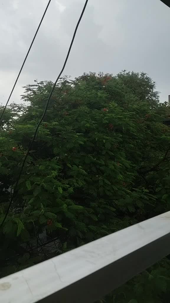 @ammu1197