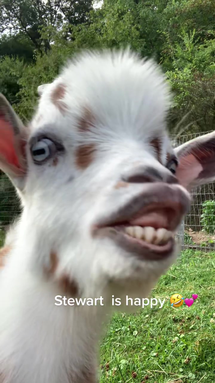 @Janet..Fuzzy.farm.gang