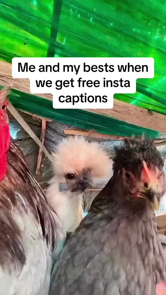 @CaptionsLabApp