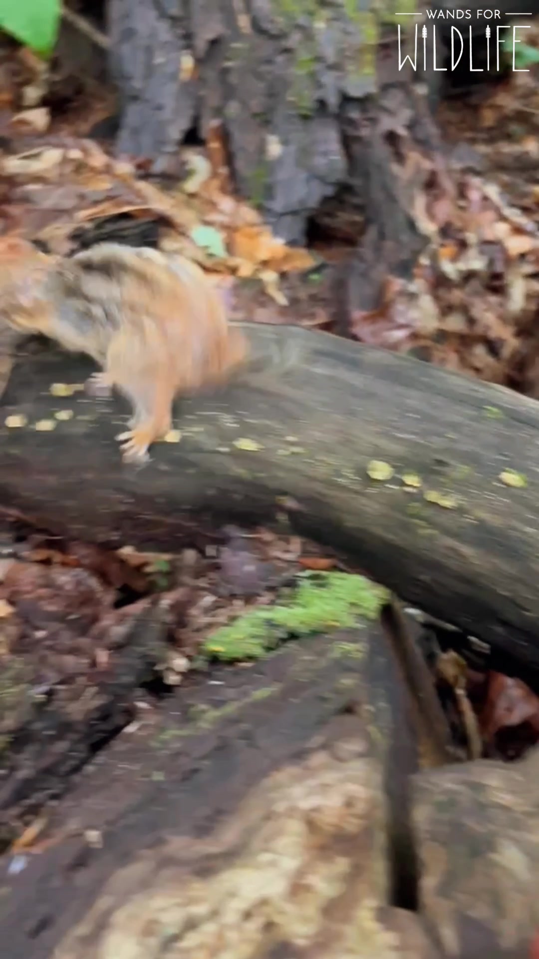 @wandsforwildlife