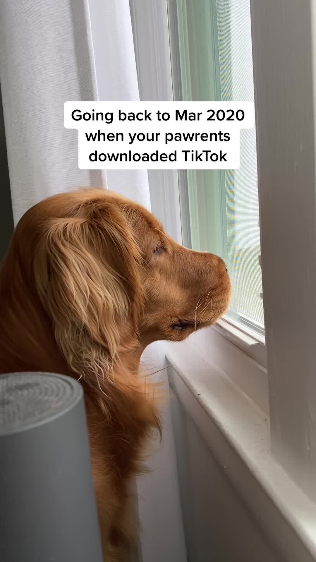 @Koda the Golden
