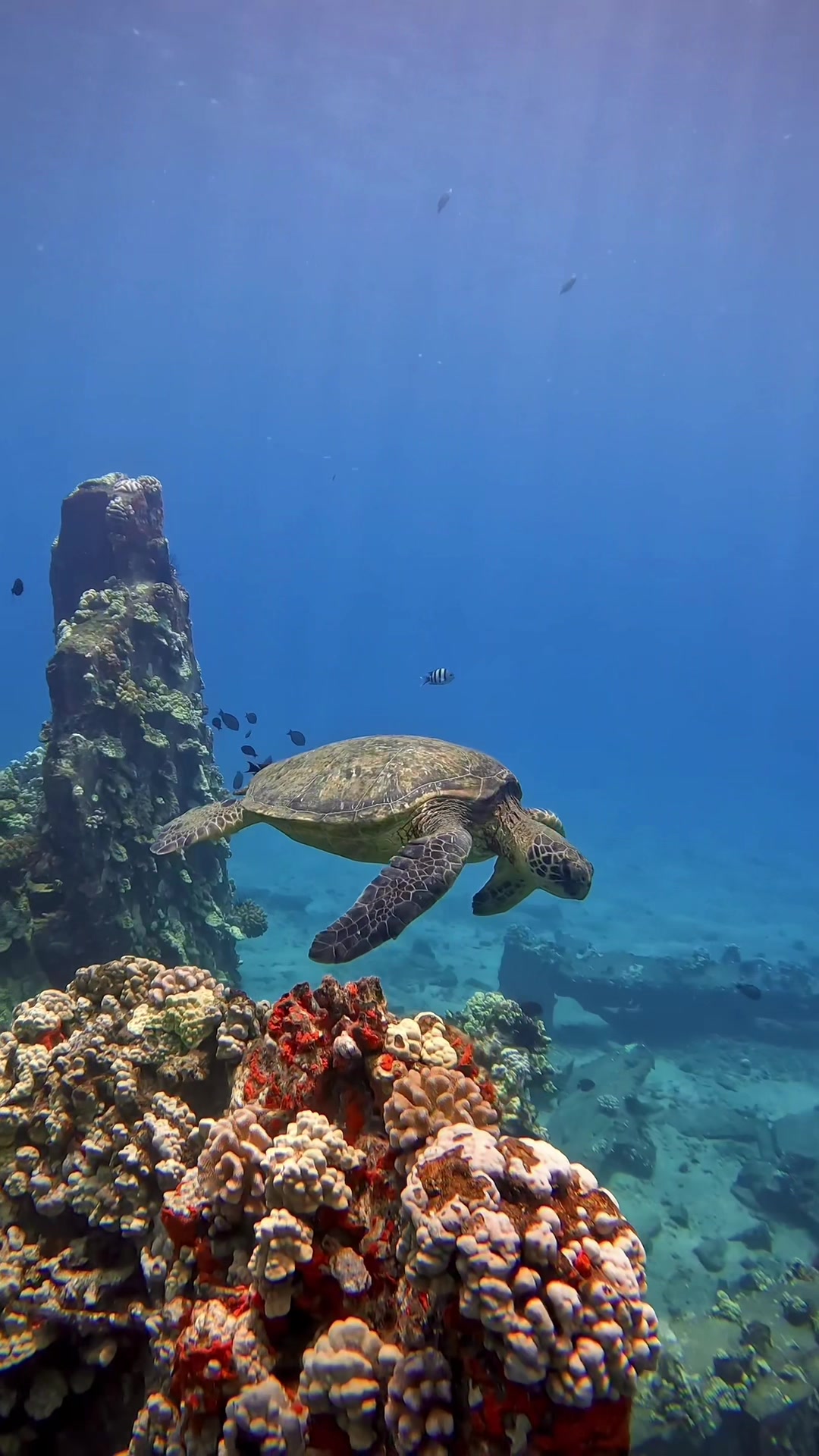 @Sky | Underwater Photographer