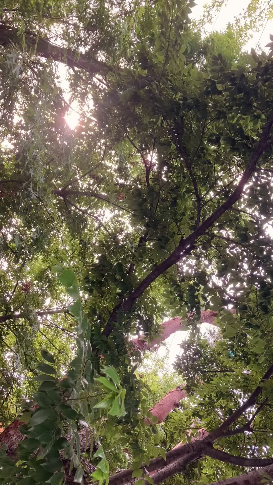 @Green._.tree01