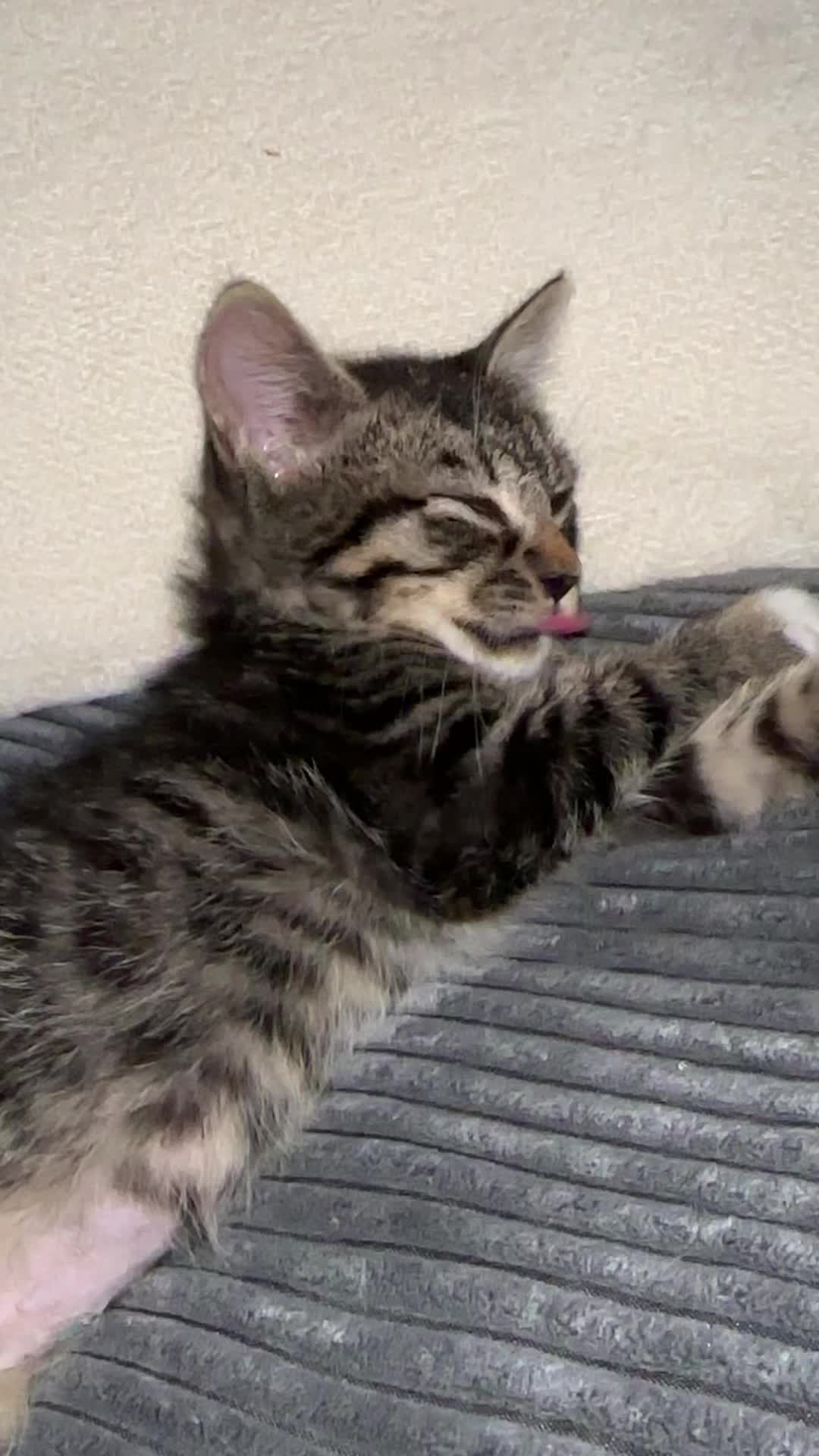 @KittyFam