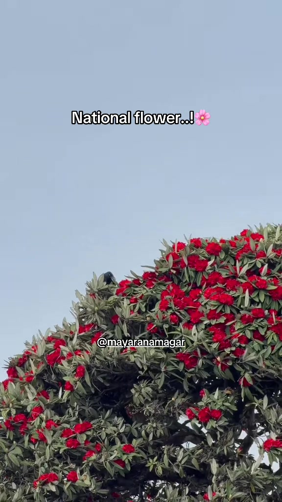 @mayaranamagar555