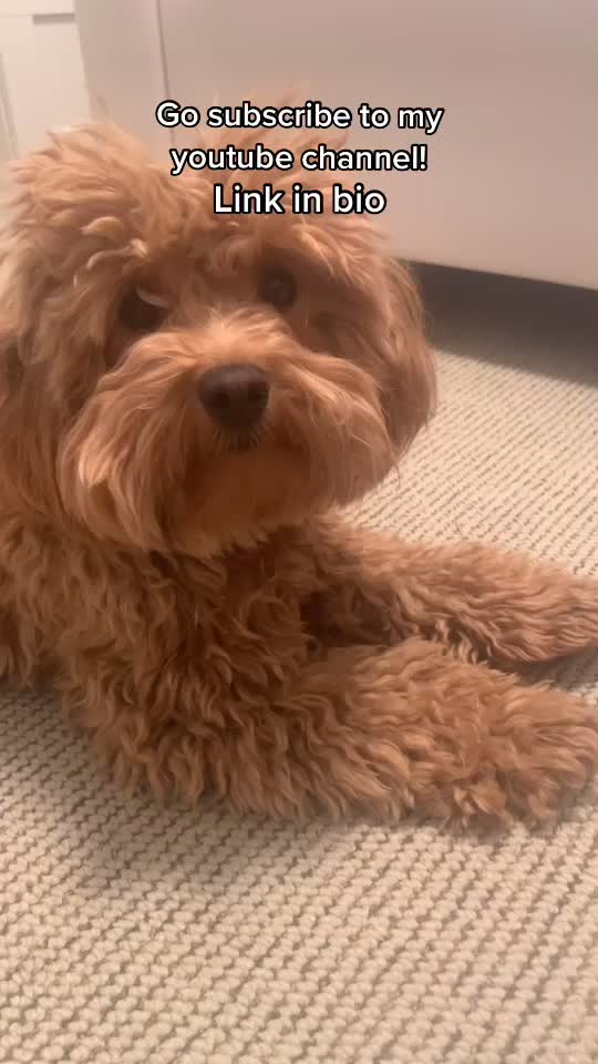 @⚡️Cutest puppy on planet earth