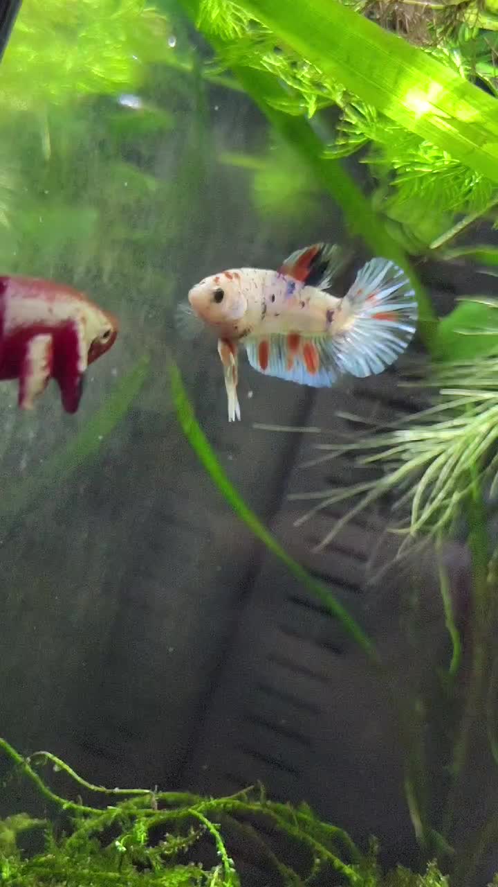 @🐠 M & D's Fish 🐠