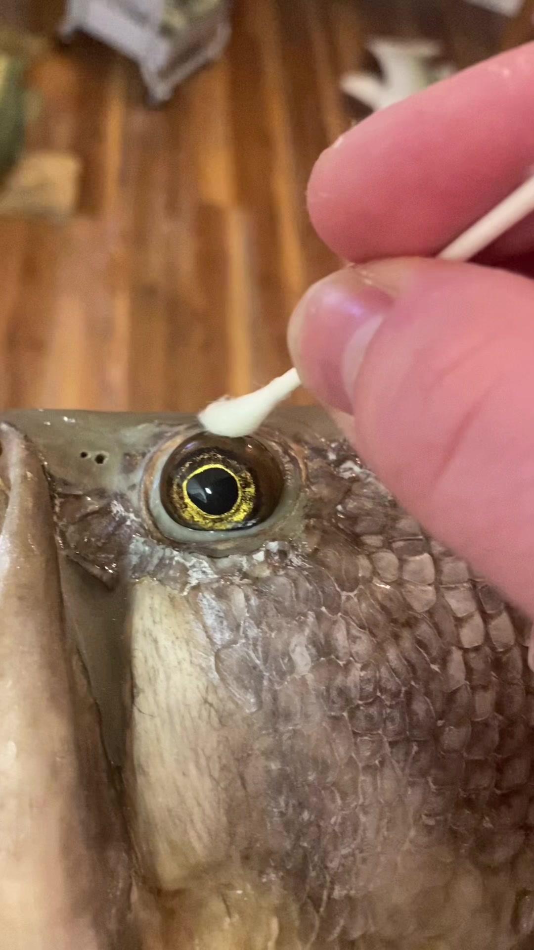 @SouthernScalesFishTaxi