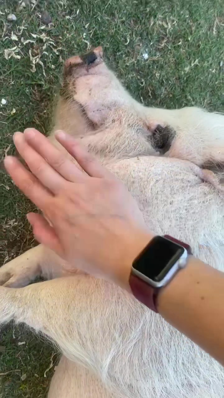 @Penny Pig ❤️🐷