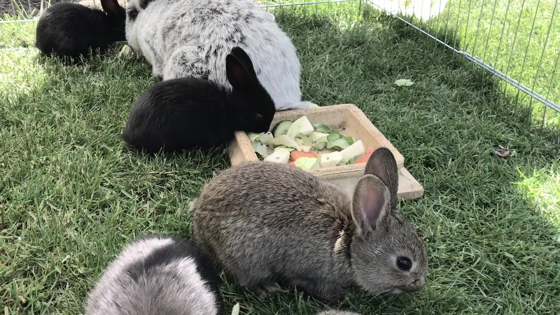 @🐾
