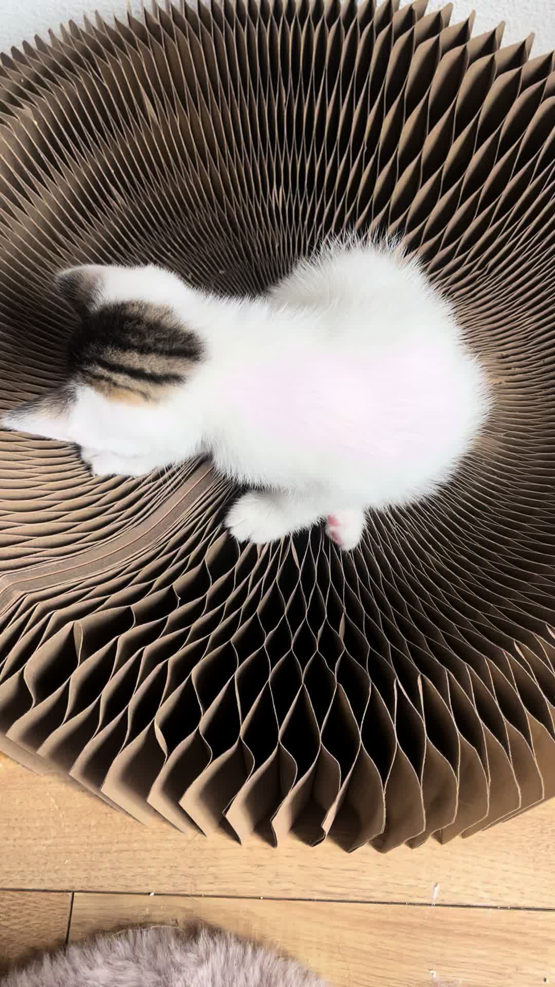@Tootie The Cat