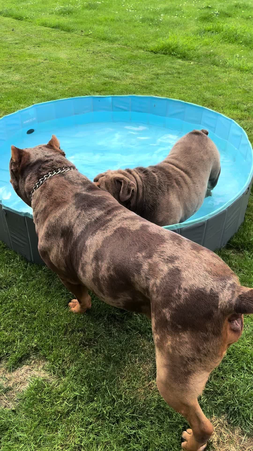 @Tribe Bully Kennels