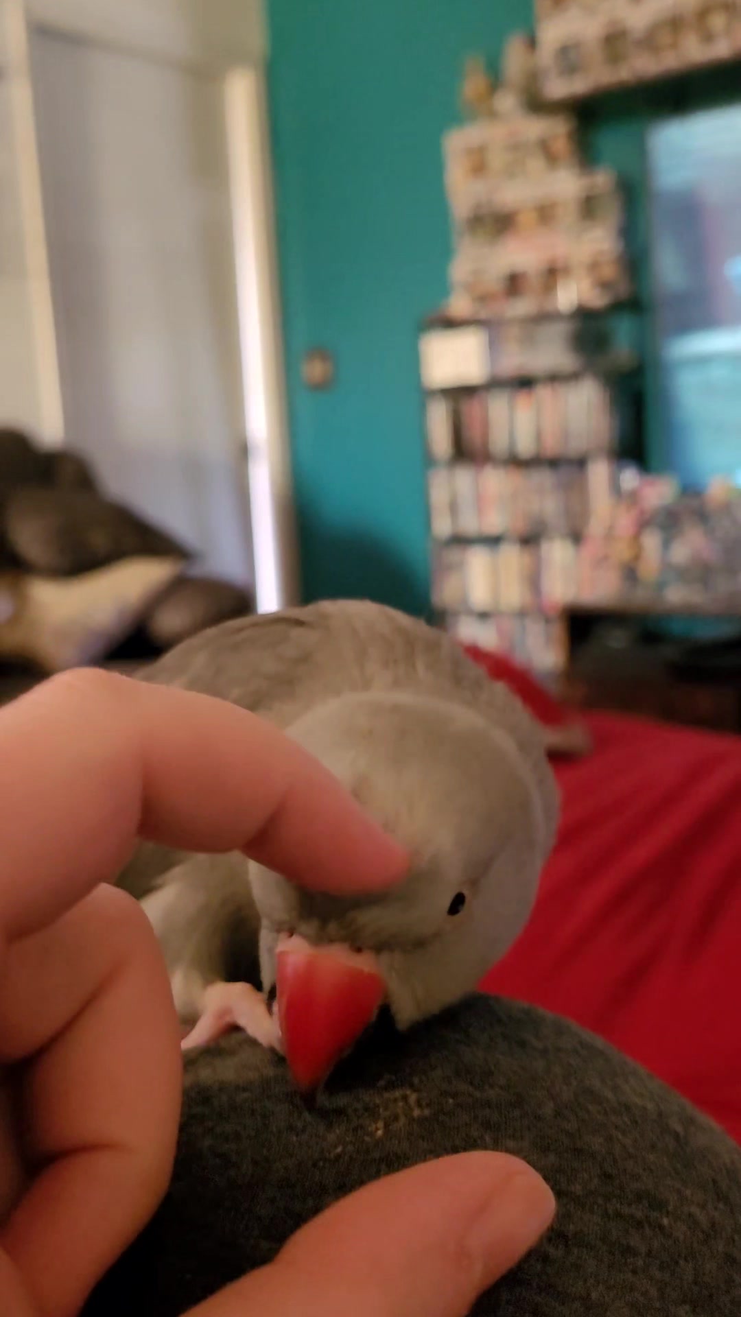 @My Budgie, My Budgie, And Me