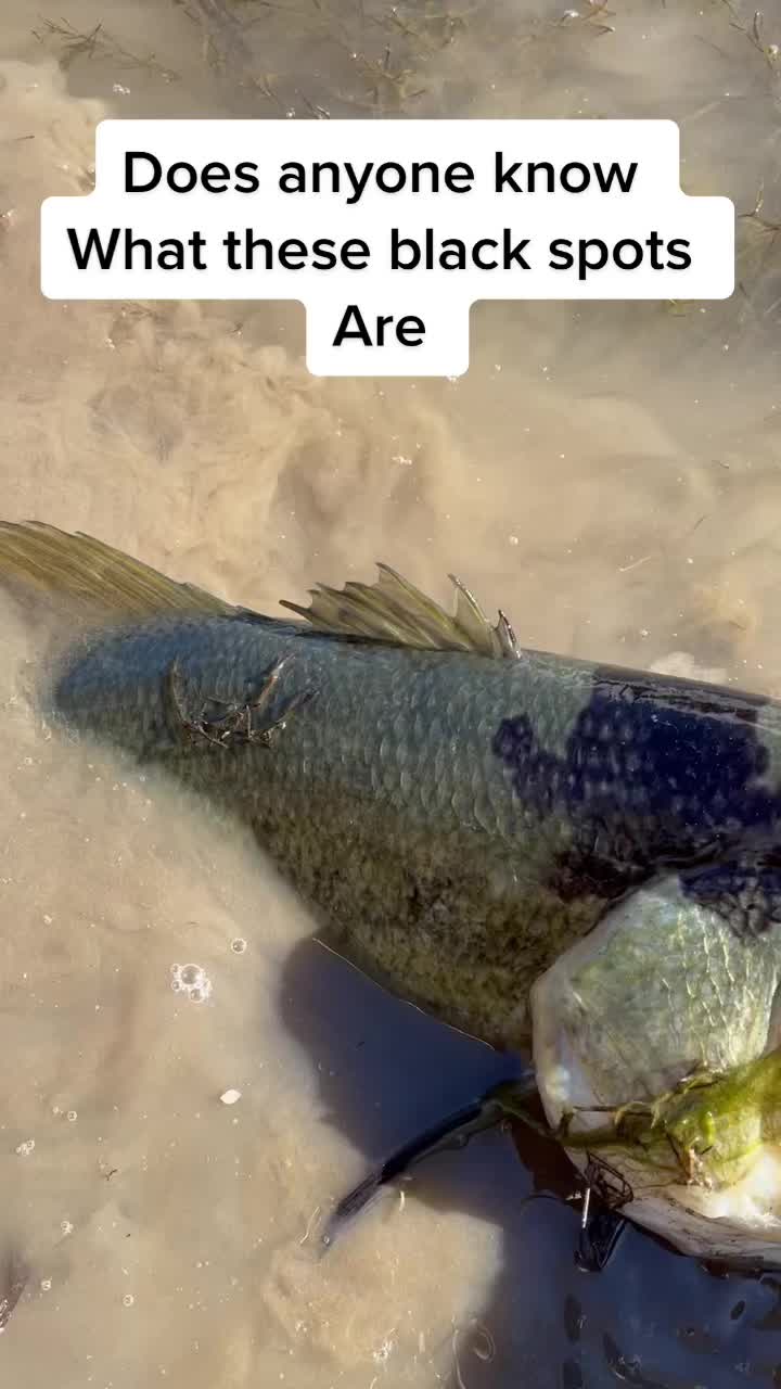 @CangiFishingTV