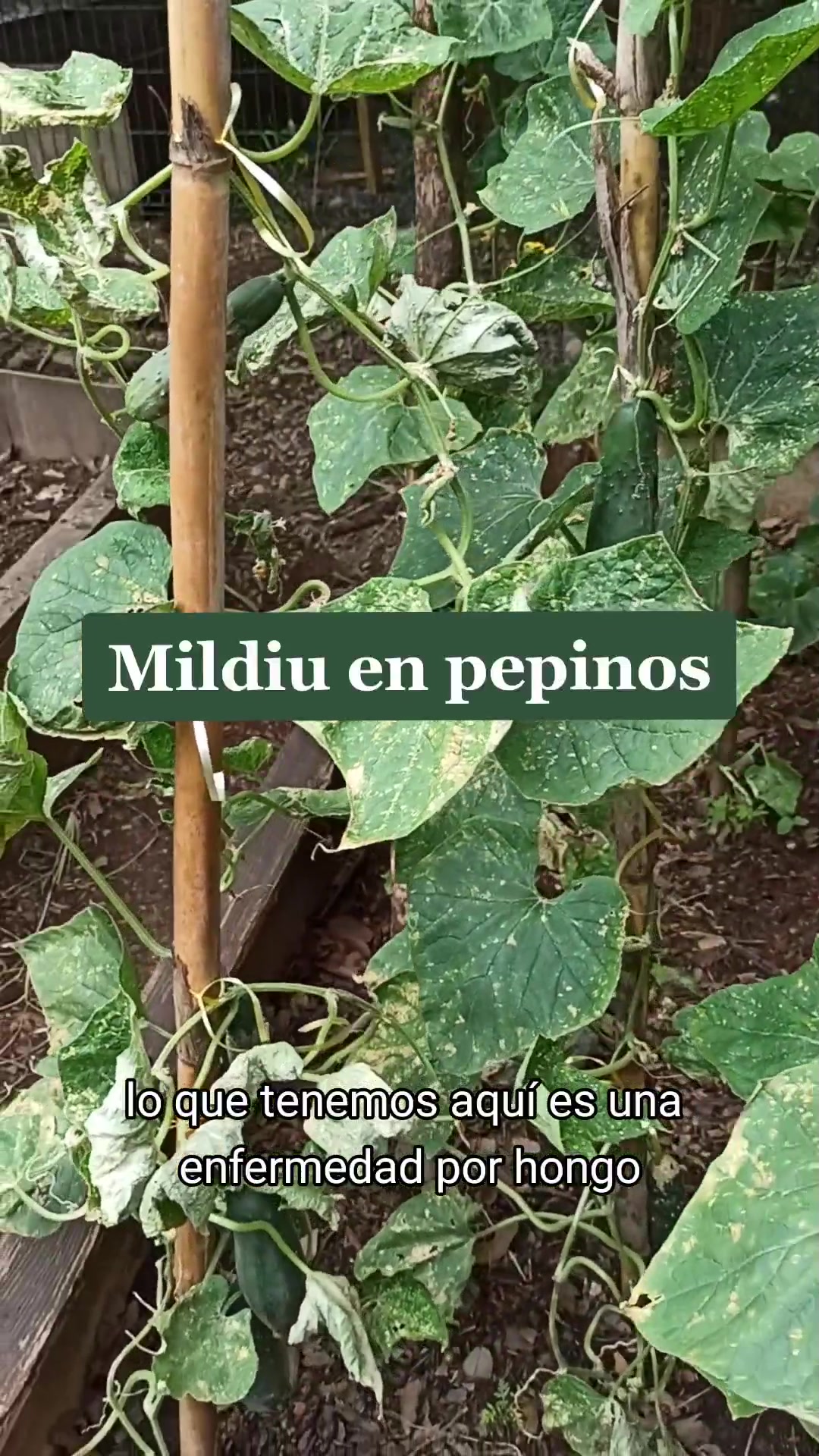 @Local Garden Mty