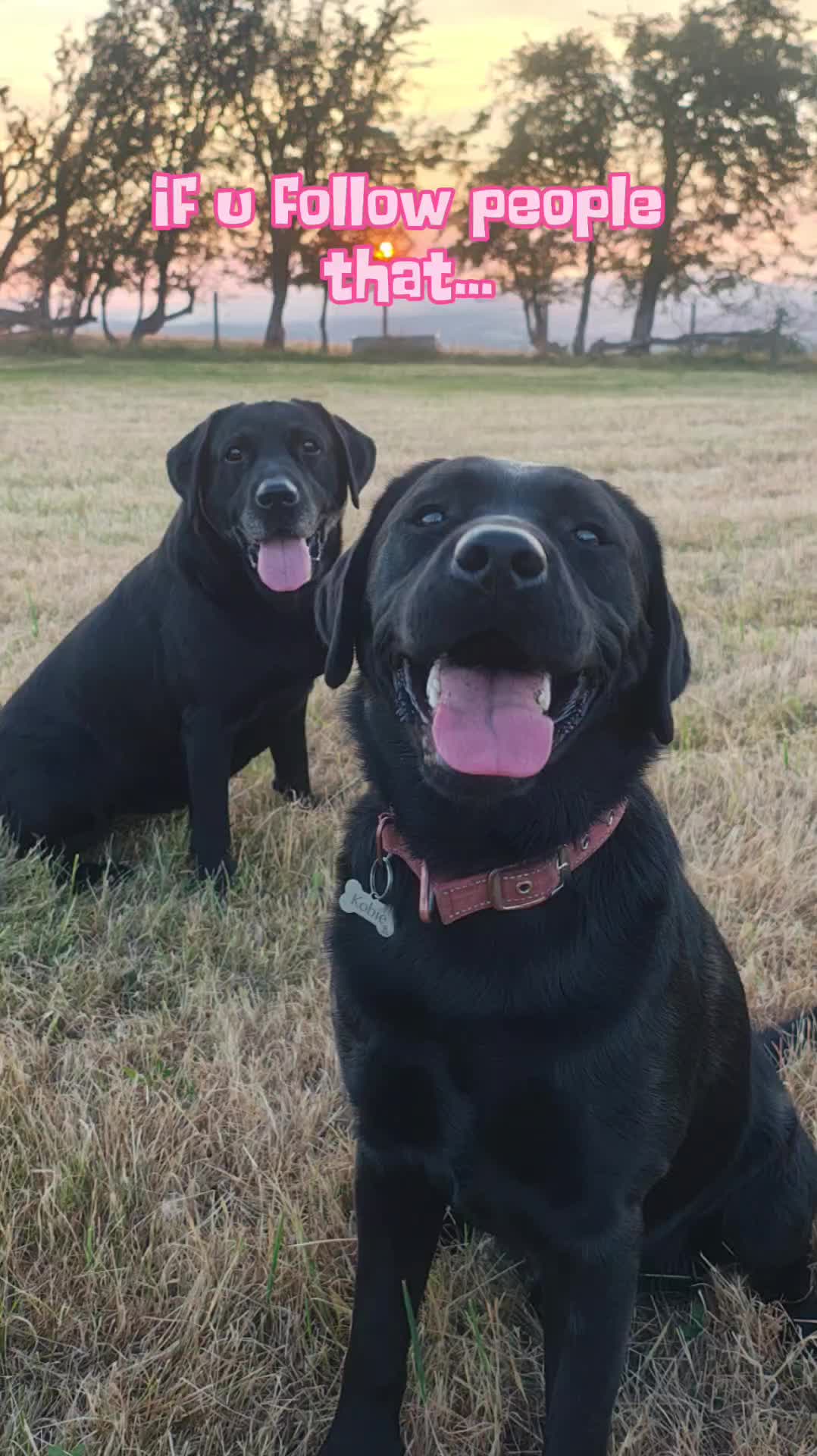 @murphy,kobie & friends