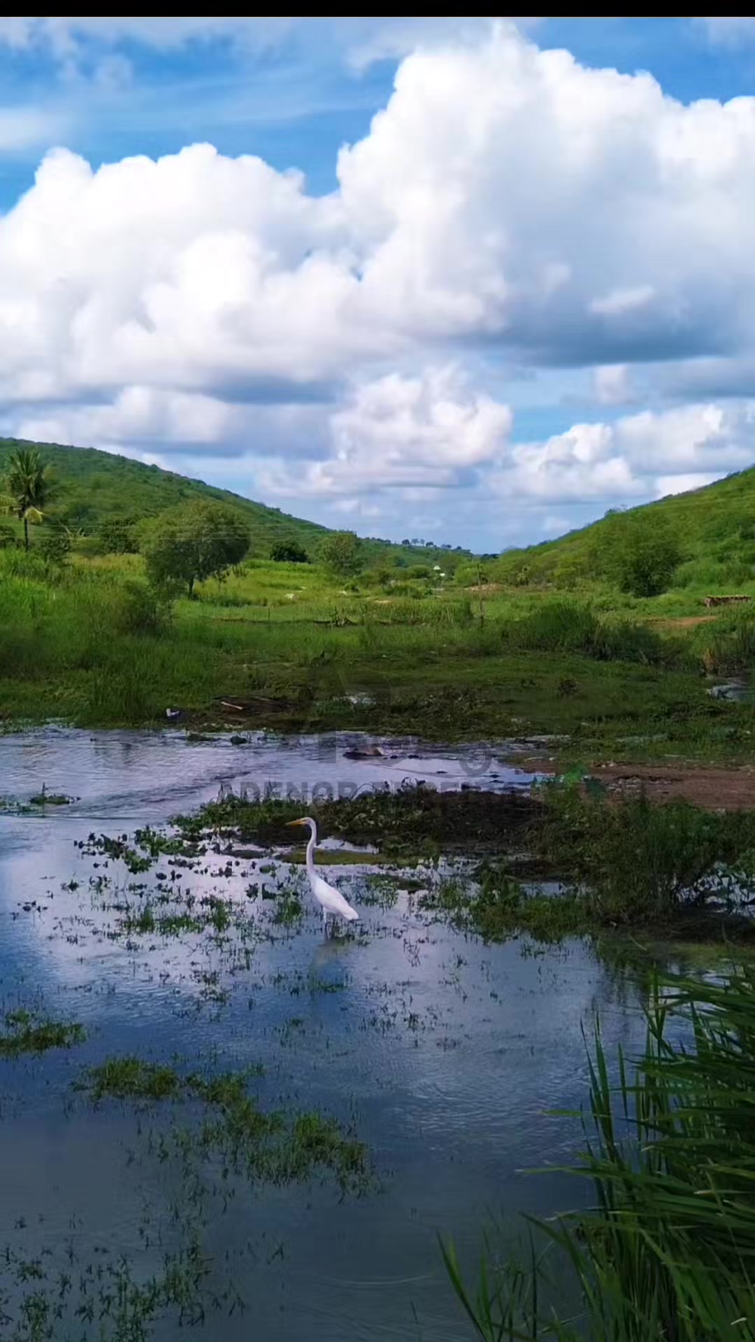 @adenor_pereira