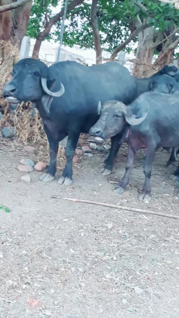 @😈 સભાડ 😈