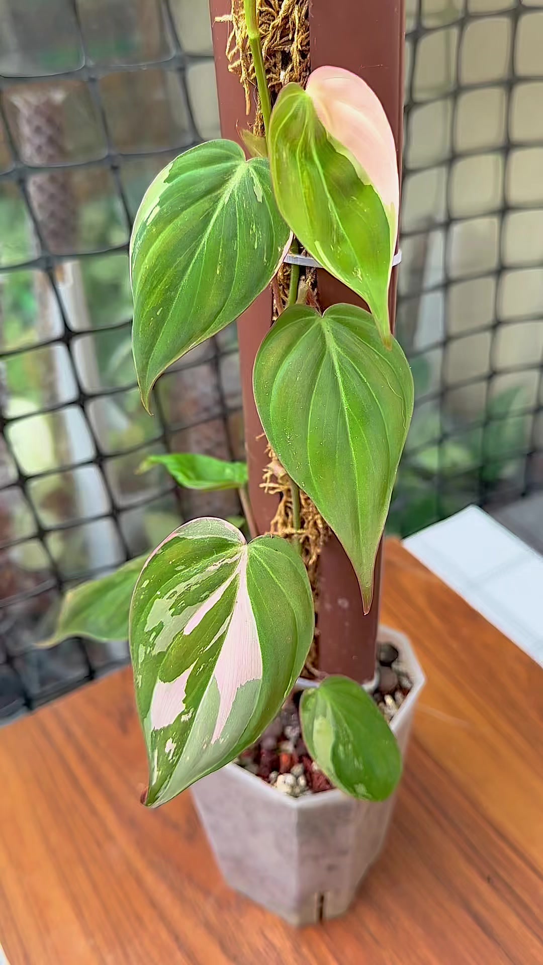 @A piece of green