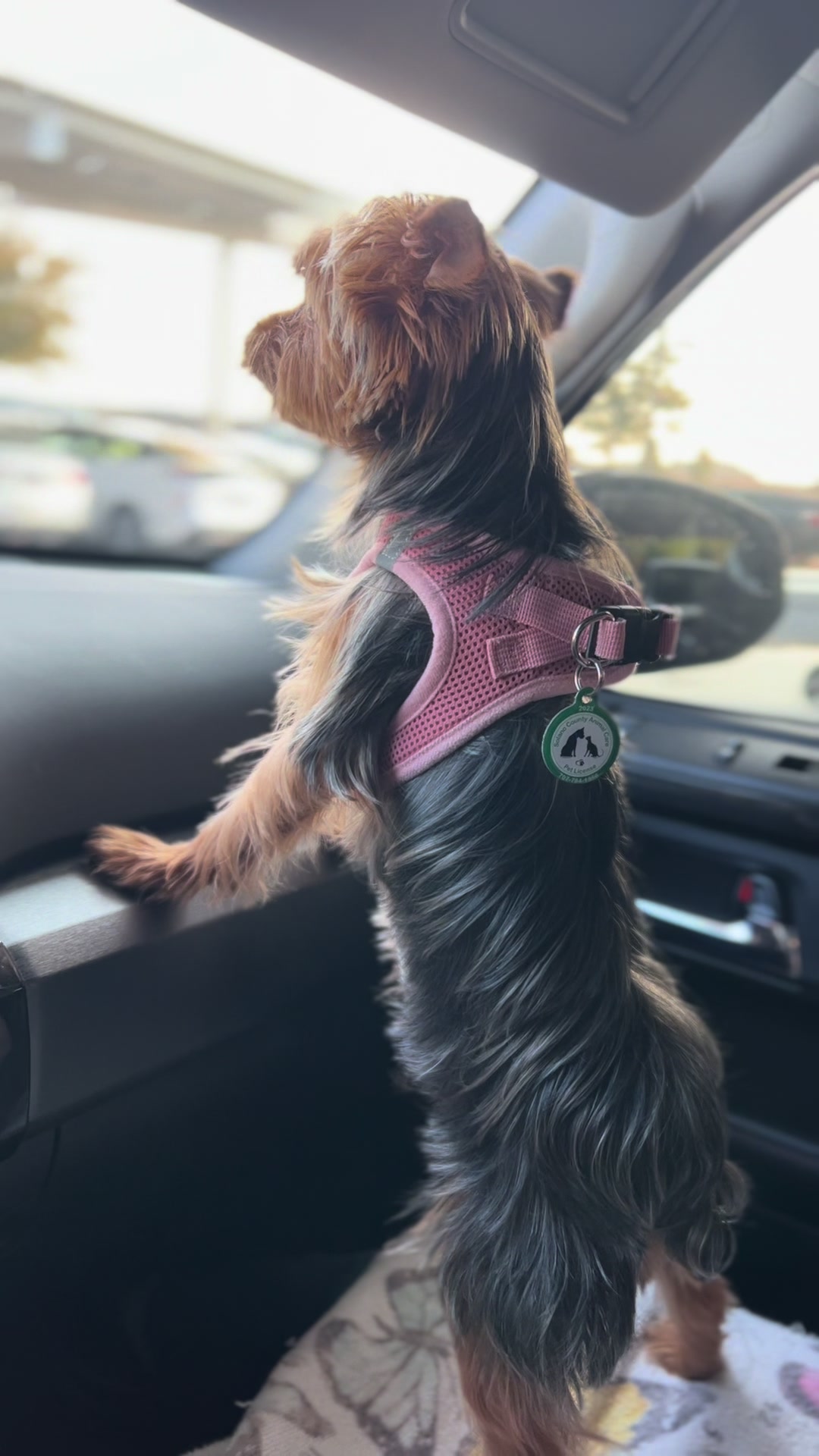@YorkieKissKiss