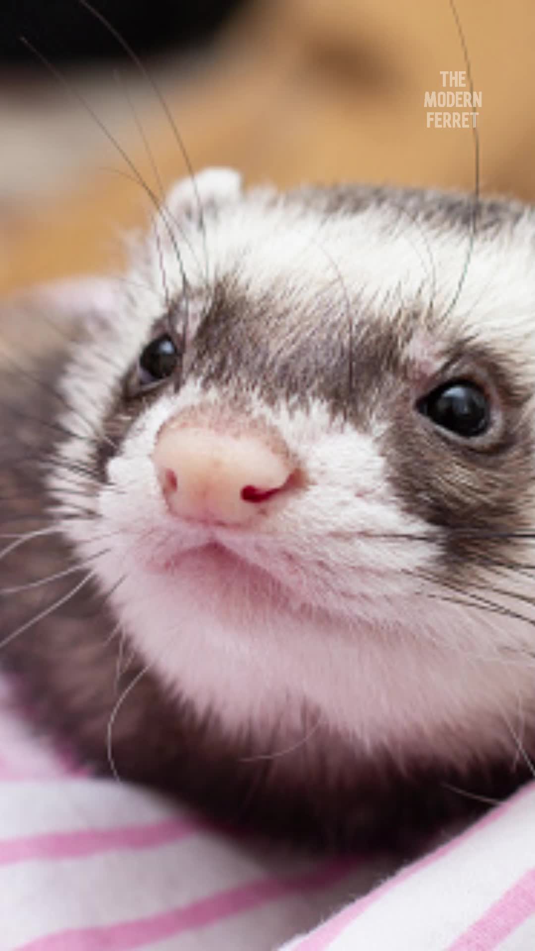 @Mr. Moose the Famous Ferret