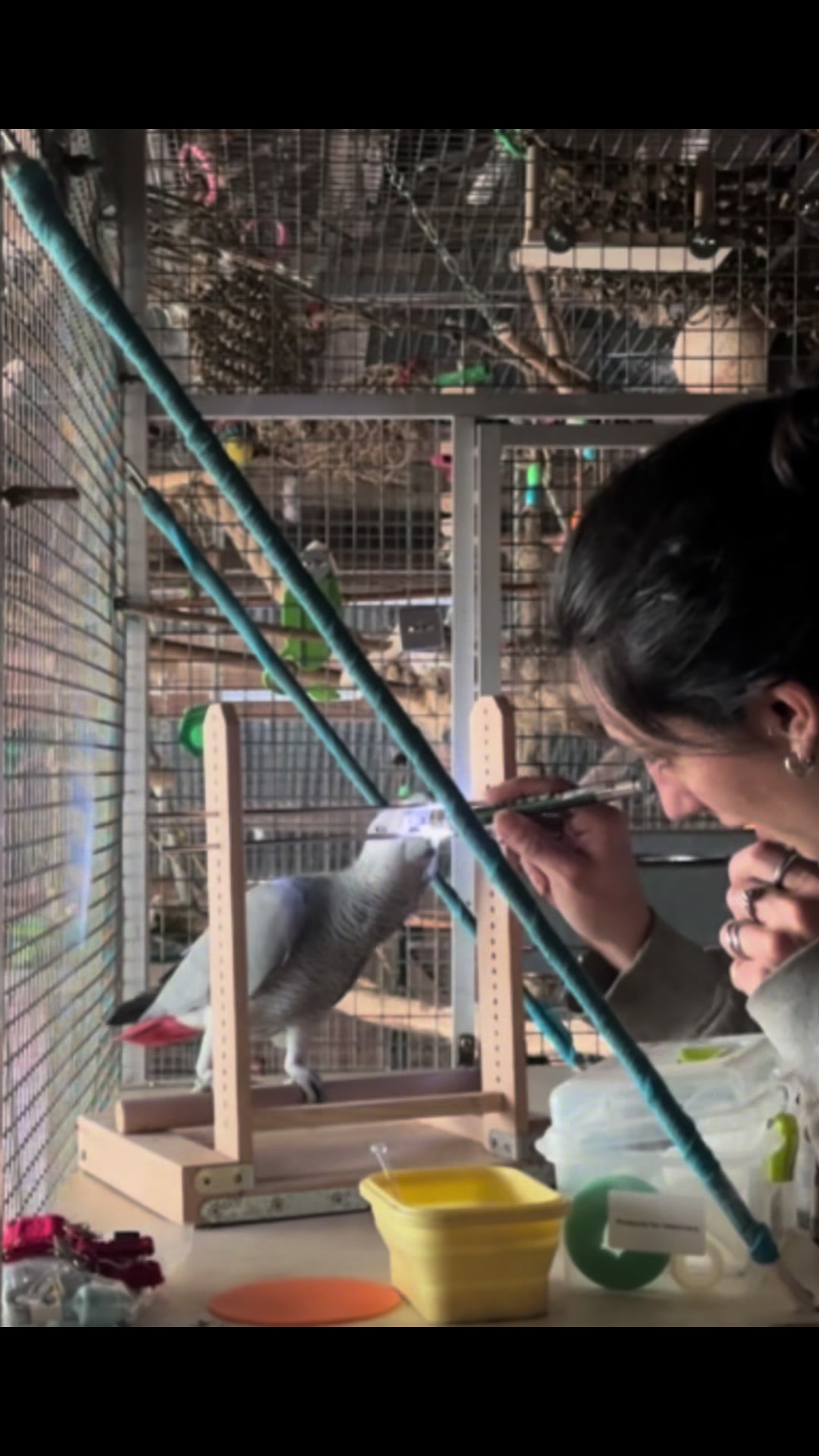 @(C&eacute;lia)BeHappyWithParrots🦜