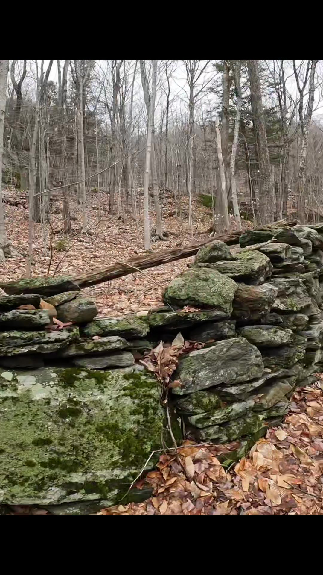 @Oldwoodentrunkadventures