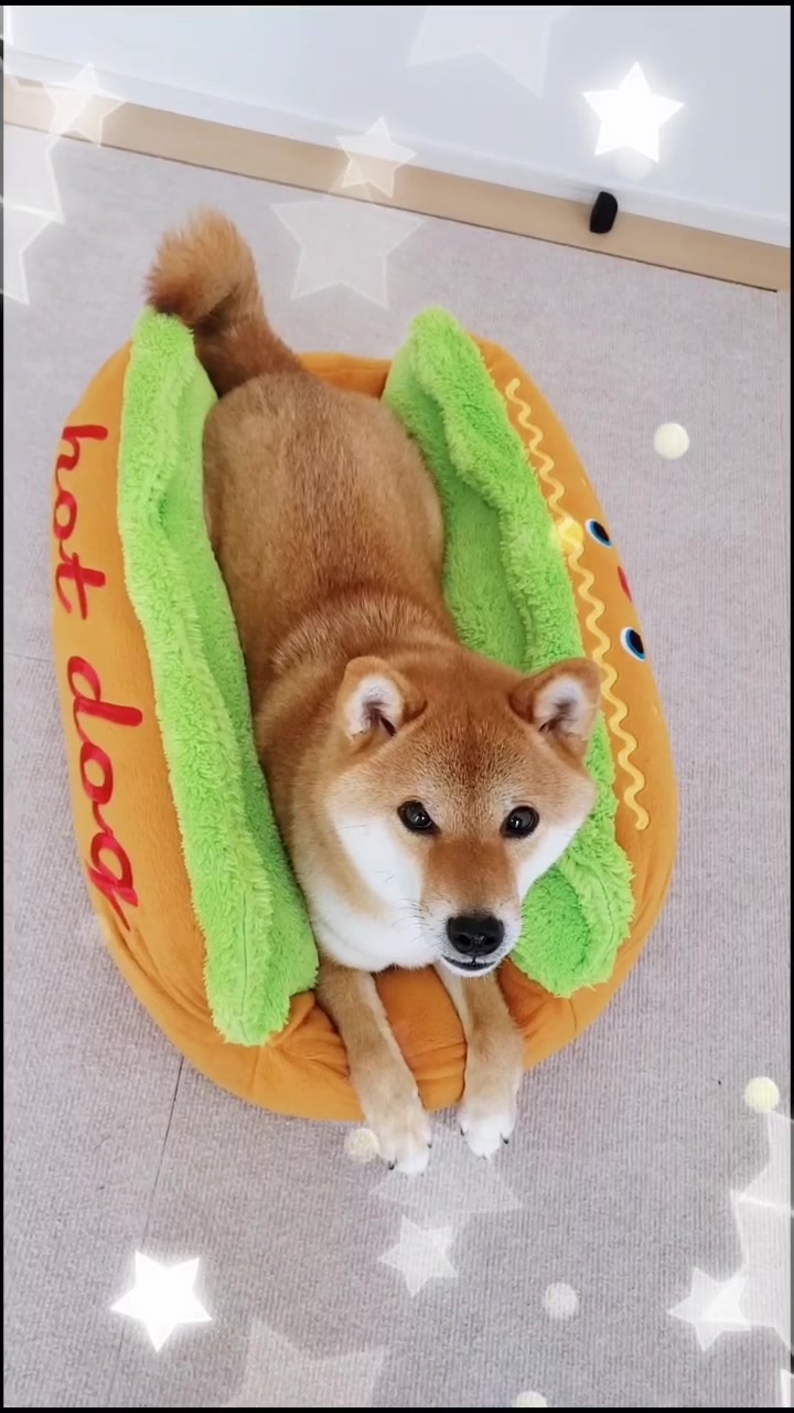 @柴犬コマリ