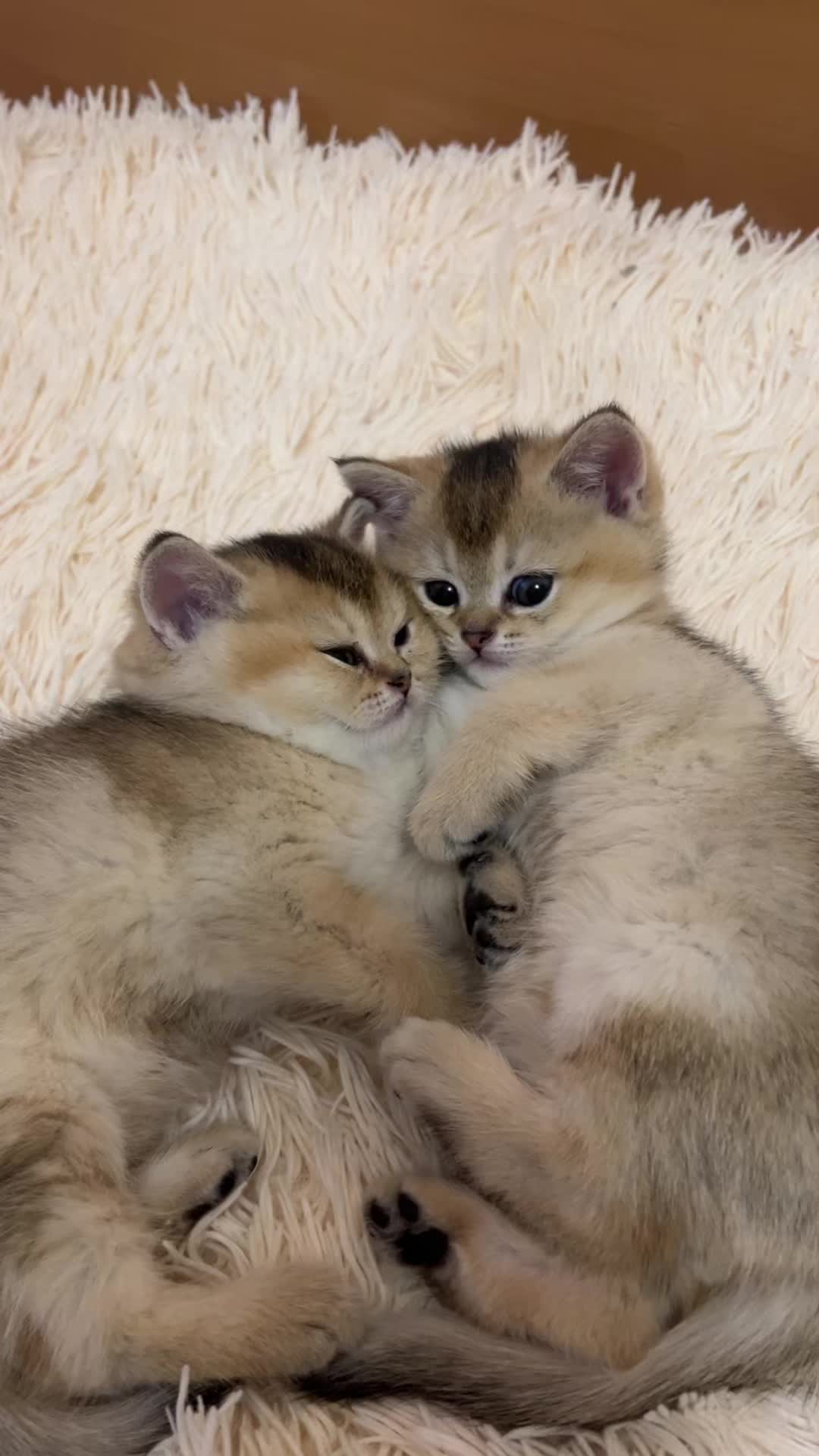 @🐈
