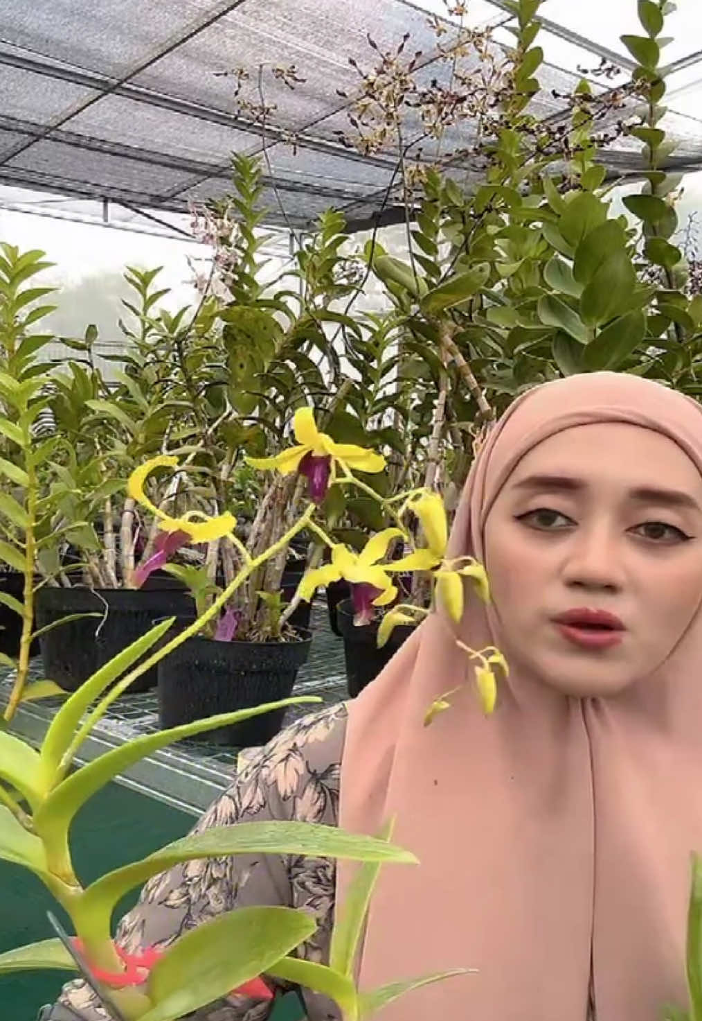 @Anggina Orchid