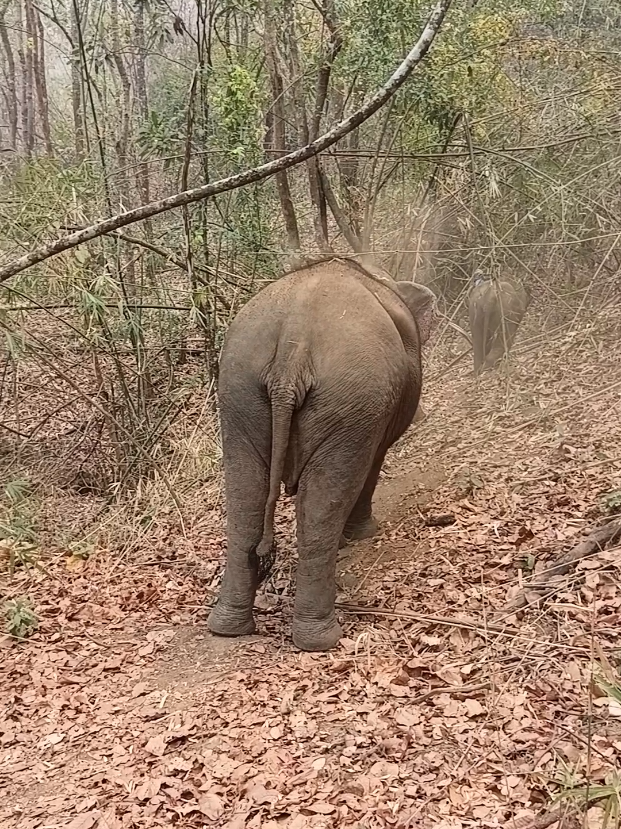 @LuangPrabang Elephant New Home