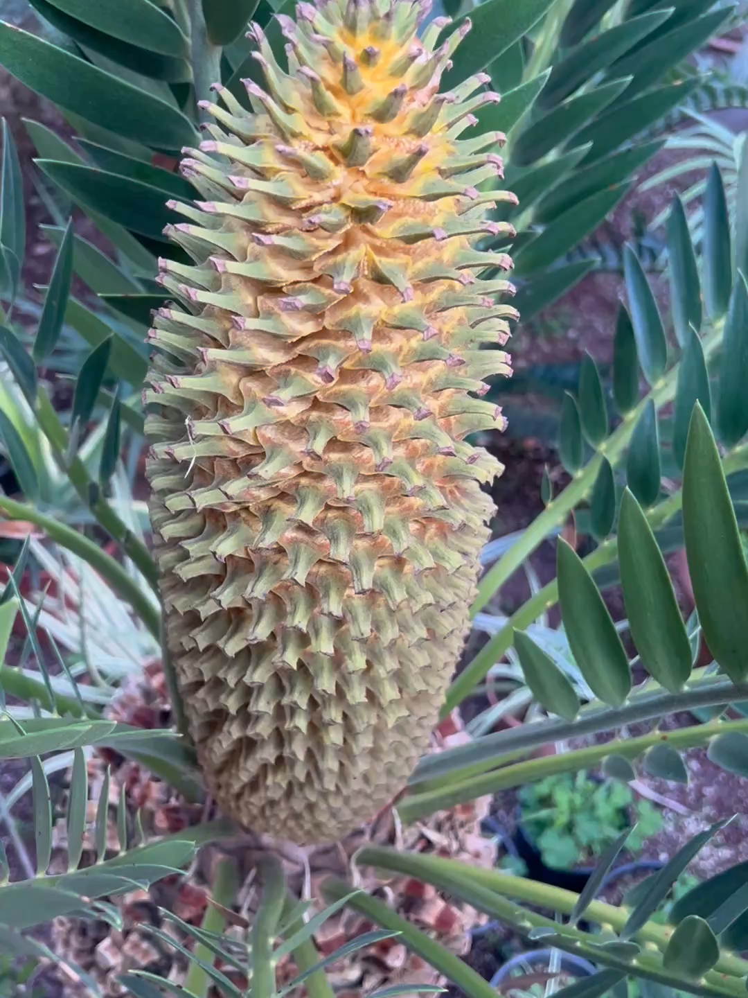 @Botanical Archive