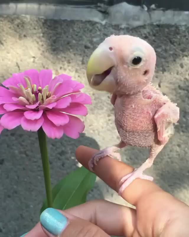 @Funny Animals World R
