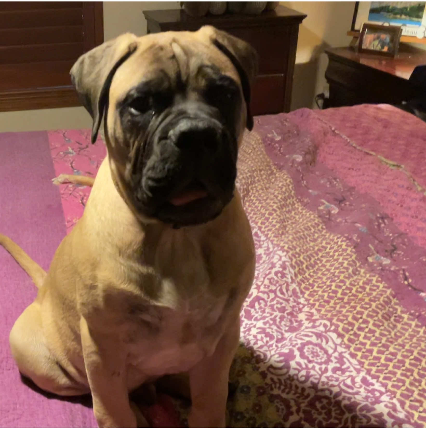 @Xander the Bullmastiff