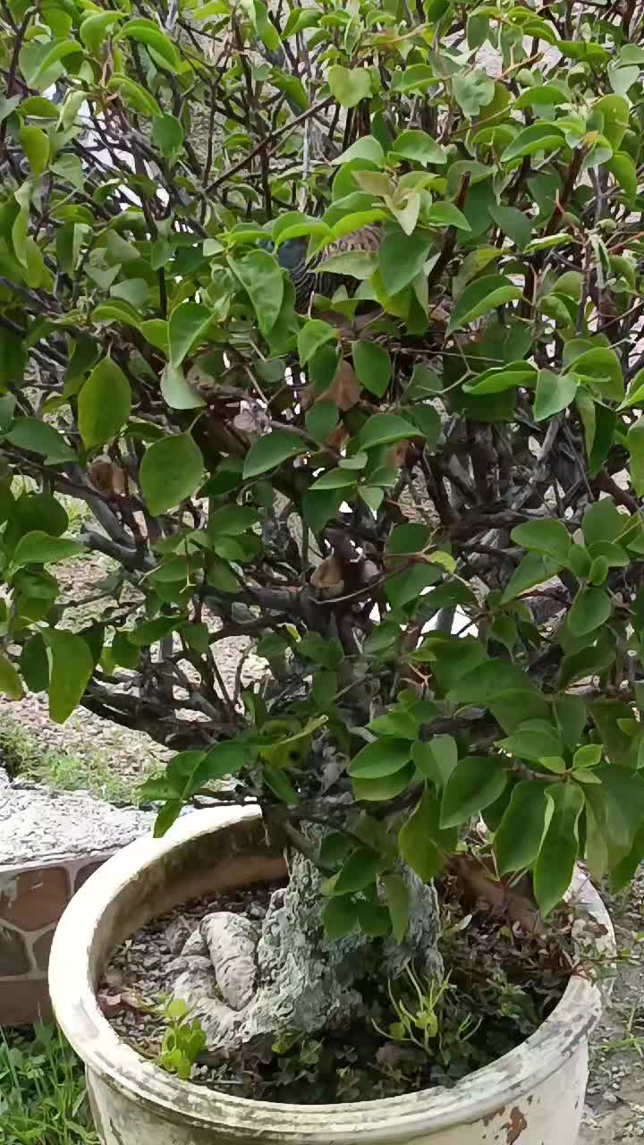 @vasantha