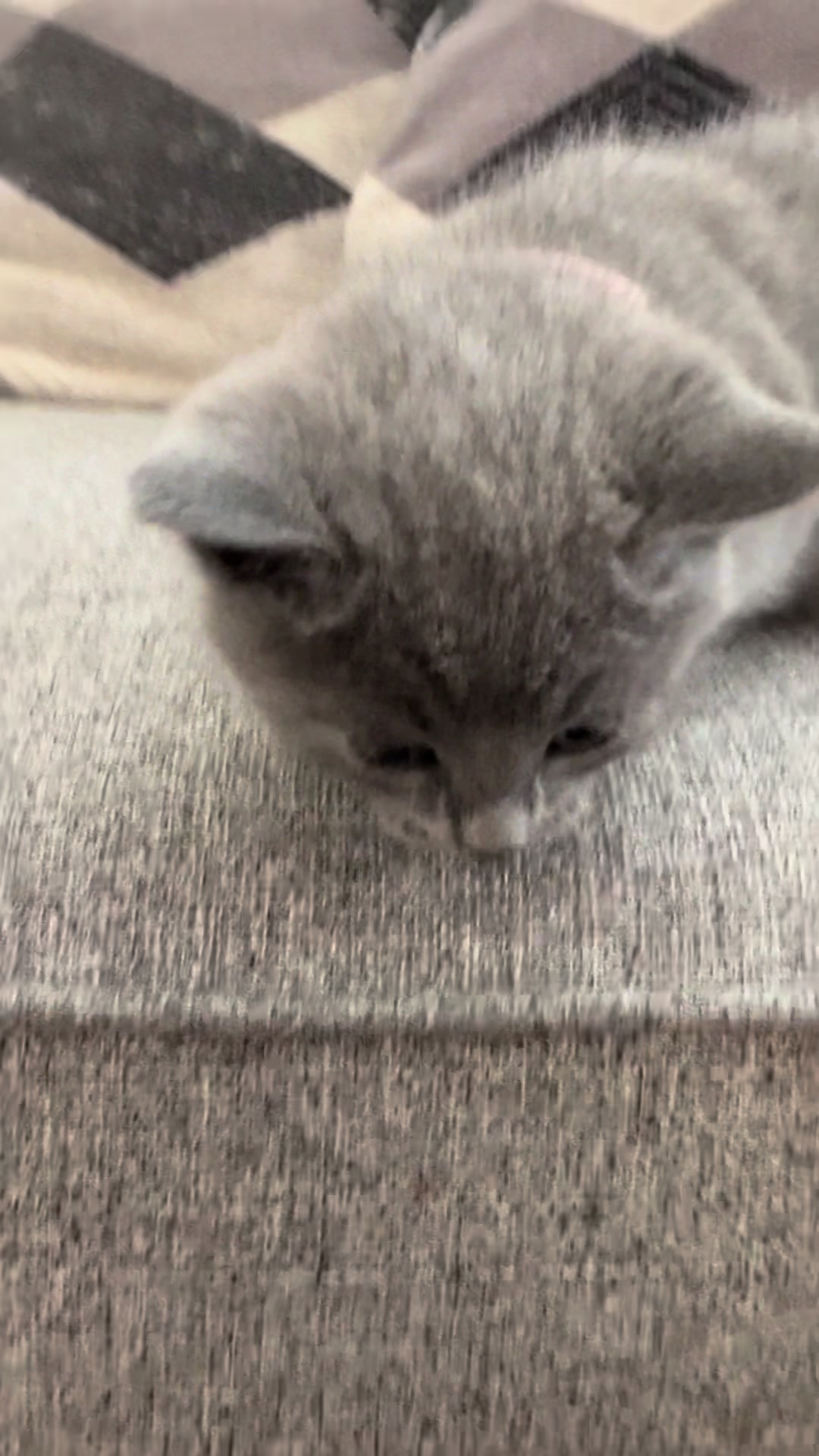 @LotsOfCat