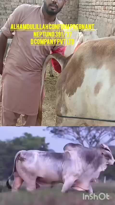 @D-Company_Brahman