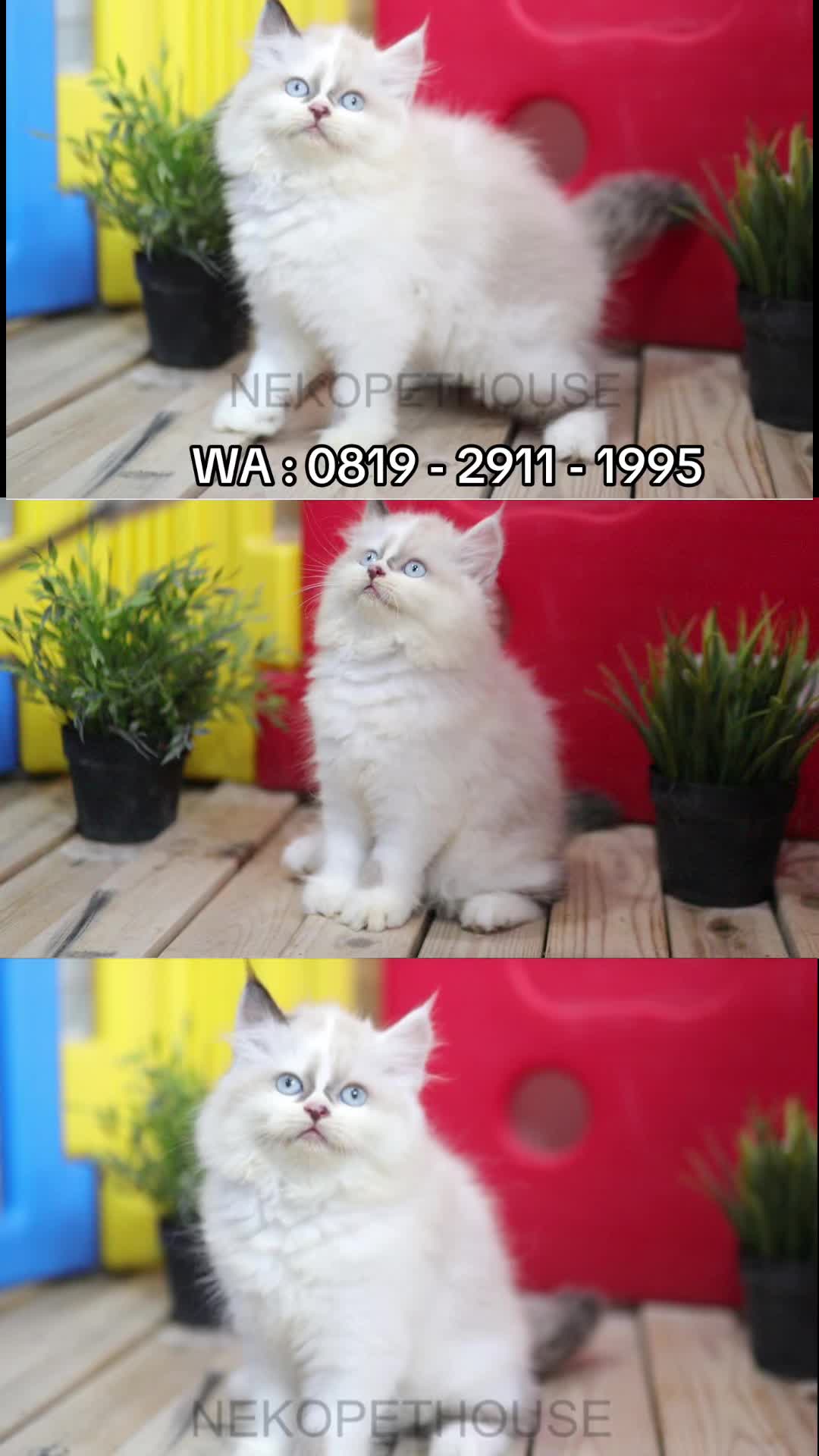 @Nekopethouse - Adopsi Kucing