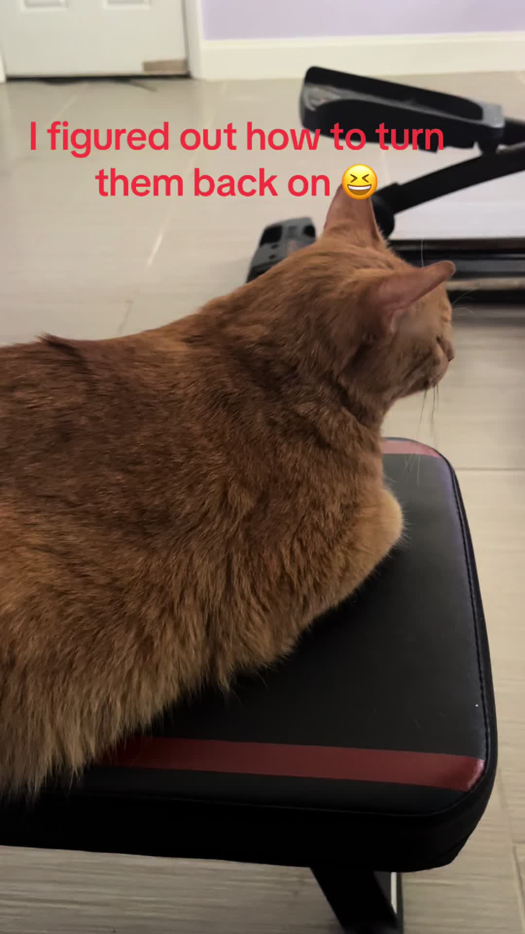 @roxyredcat