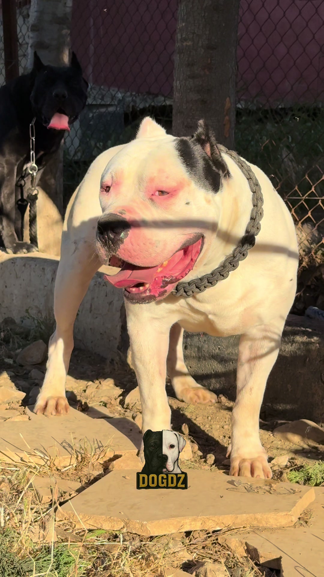 @dogdz🏴☠️🇩🇿