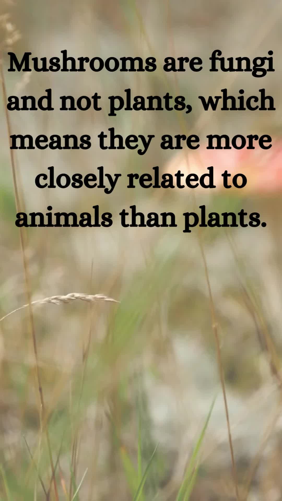 @TheFungiFeed