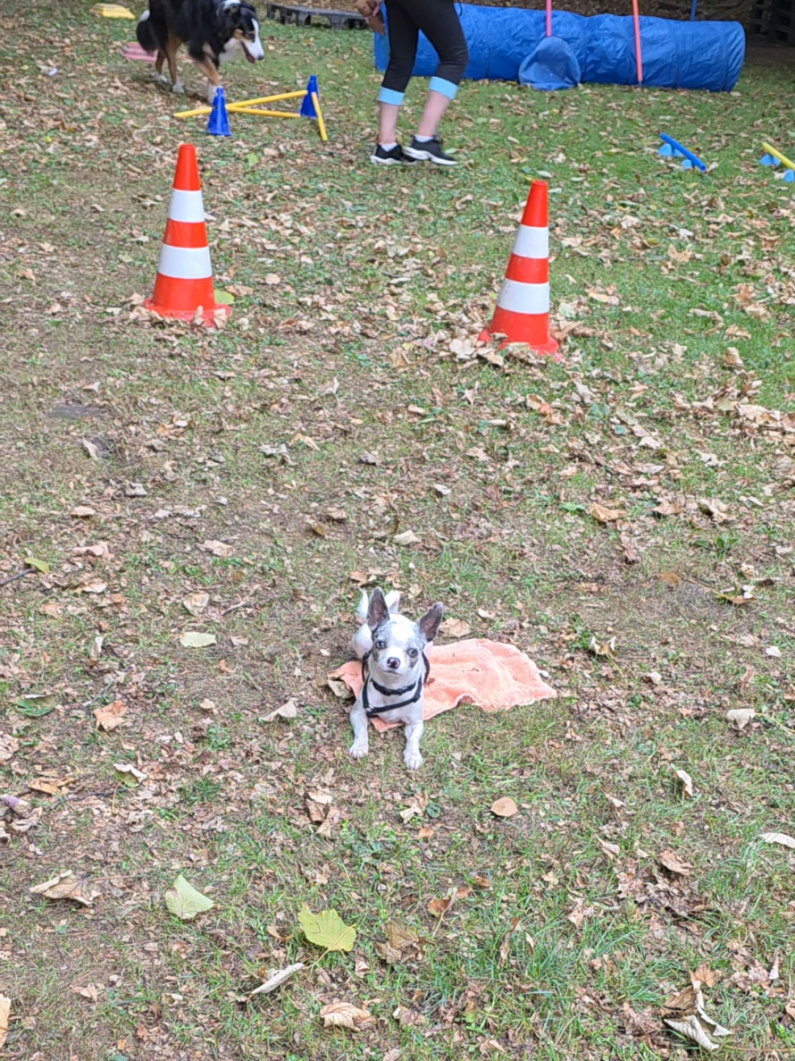 @Jerry_Coby_Chihuahua