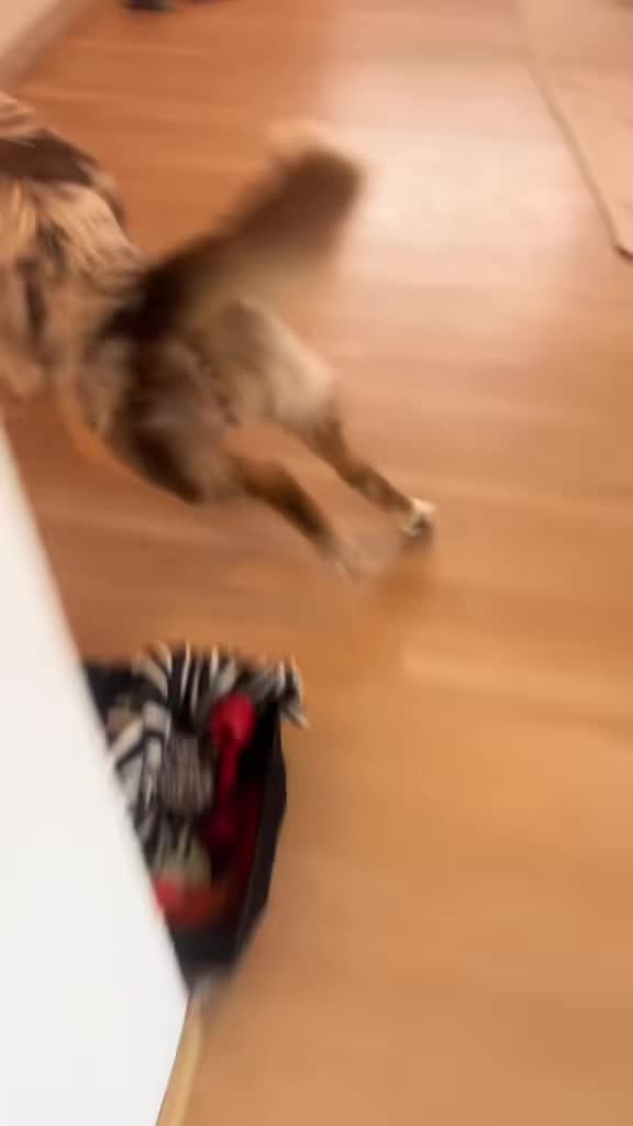 @Mylo_wird_zum_Assistenzhund
