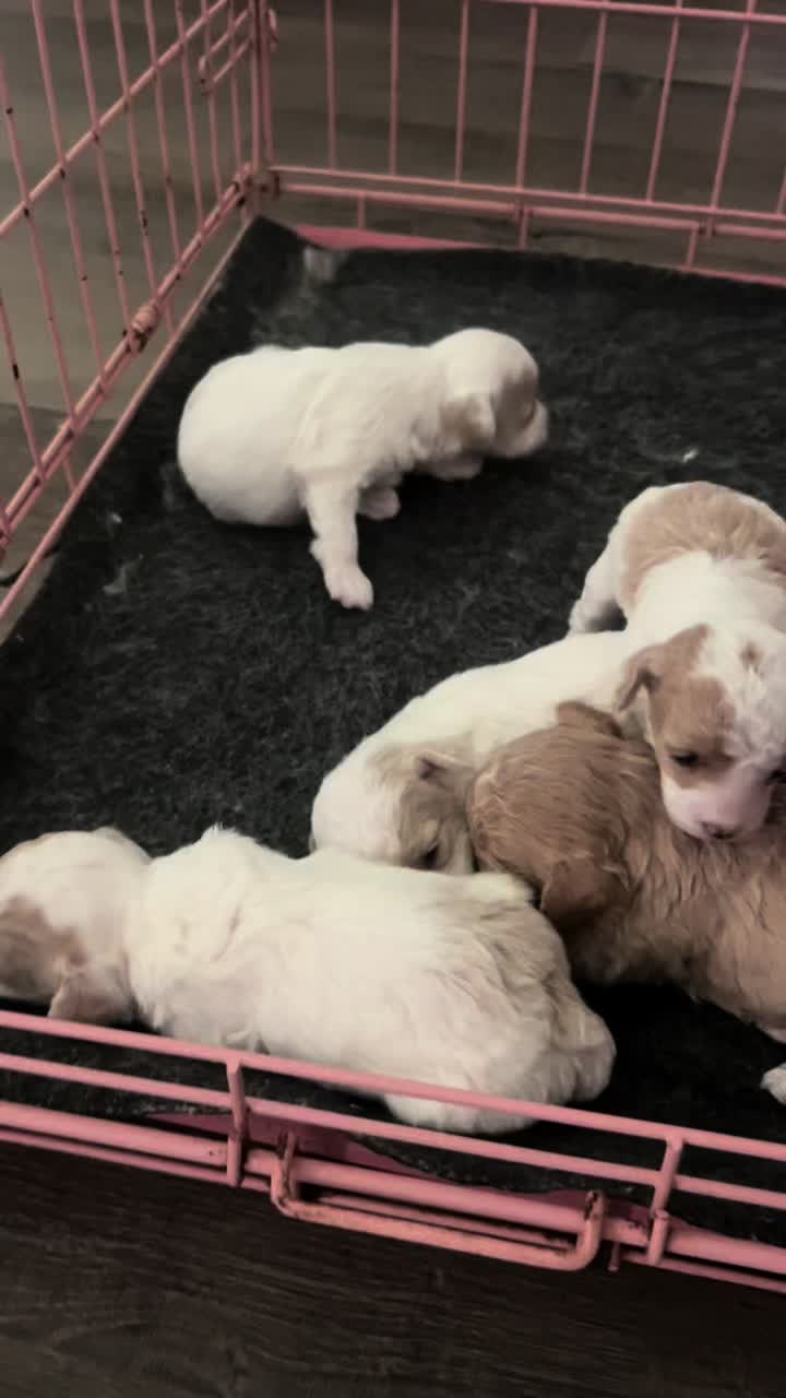 @Shortcake_kennel_2